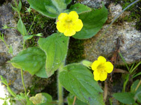 Mimulus moschatus